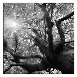 Slika na platnu - Sunce kroz grane drveća - kvadrat 3240QA (50x50 cm)
