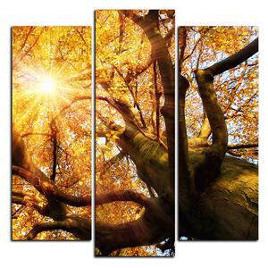 Slika na platnu - Sunce kroz grane drveća - kvadrat 3240C (75x75 cm)