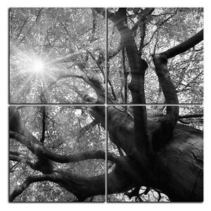 Slika na platnu - Sunce kroz grane drveća - kvadrat 3240QE (60x60 cm)
