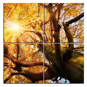 Slika na platnu - Sunce kroz grane drveća - kvadrat 3240E (60x60 cm)