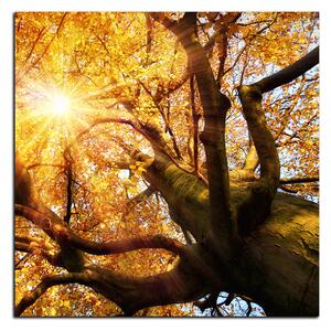 Slika na platnu - Sunce kroz grane drveća - kvadrat 3240A (50x50 cm)