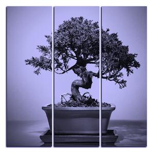 Slika na platnu - Bonsai - kvadrat 3244VB (75x75 cm)