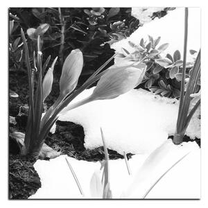 Slika na platnu - Rano proljetno cvijeće - kvadrat 3242QA (80x80 cm)