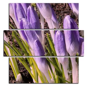 Slika na platnu - Krokusi u proljeće - kvadrat 3243D (75x75 cm)