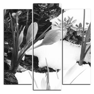 Slika na platnu - Rano proljetno cvijeće - kvadrat 3242QC (75x75 cm)
