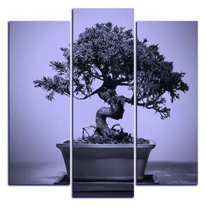 Slika na platnu - Bonsai - kvadrat 3244VC (75x75 cm)