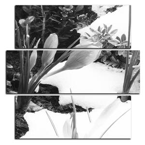 Slika na platnu - Rano proljetno cvijeće - kvadrat 3242QD (75x75 cm)