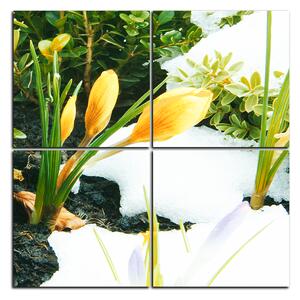 Slika na platnu - Rano proljetno cvijeće - kvadrat 3242E (60x60 cm)