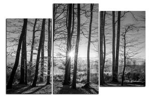Slika na platnu - Jesenje jutro u šumi 1251QD (120x80 cm)