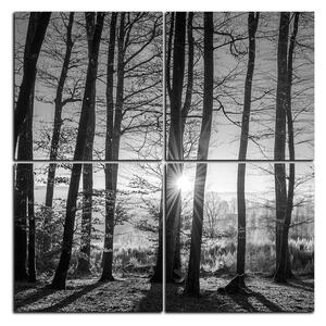 Slika na platnu - Jesenje jutro u šumi - kvadrat 3251QE (60x60 cm)