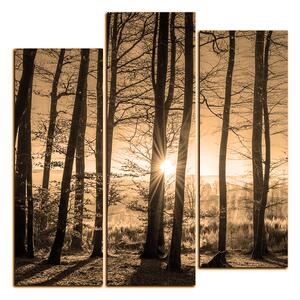 Slika na platnu - Jesenje jutro u šumi - kvadrat 3251FC (75x75 cm)
