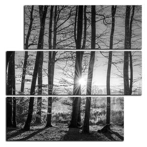 Slika na platnu - Jesenje jutro u šumi - kvadrat 3251QD (75x75 cm)