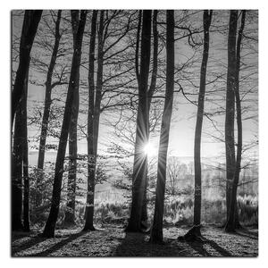 Slika na platnu - Jesenje jutro u šumi - kvadrat 3251QA (50x50 cm)
