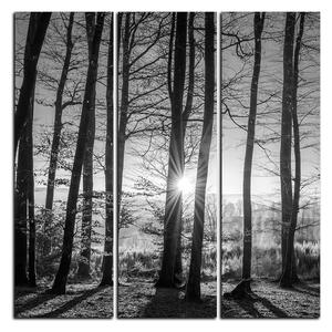 Slika na platnu - Jesenje jutro u šumi - kvadrat 3251QB (75x75 cm)