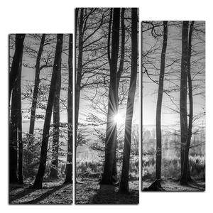 Slika na platnu - Jesenje jutro u šumi - kvadrat 3251QC (75x75 cm)