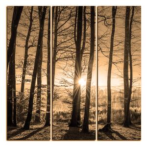 Slika na platnu - Jesenje jutro u šumi - kvadrat 3251FB (75x75 cm)