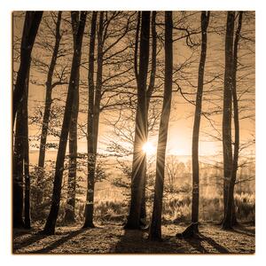 Slika na platnu - Jesenje jutro u šumi - kvadrat 3251FA (50x50 cm)