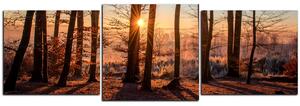Slika na platnu - Jesenje jutro u šumi - panorama 5251D (150x50 cm)