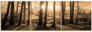 Slika na platnu - Jesenje jutro u šumi - panorama 5251FB (90x30 cm)