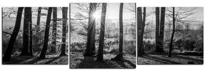 Slika na platnu - Jesenje jutro u šumi - panorama 5251QD (90x30 cm)
