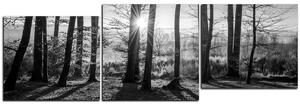 Slika na platnu - Jesenje jutro u šumi - panorama 5251QE (90x30 cm)