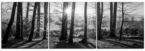 Slika na platnu - Jesenje jutro u šumi - panorama 5251QB (90x30 cm)