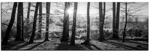 Slika na platnu - Jesenje jutro u šumi - panorama 5251QA (105x35 cm)