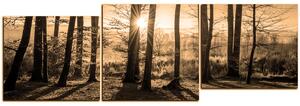 Slika na platnu - Jesenje jutro u šumi - panorama 5251FE (90x30 cm)