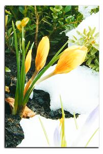Slika na platnu - Rano proljetno cvijeće - pravokutnik 7242A (120x80 cm)
