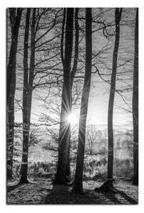 Slika na platnu - Jesenje jutro u šumi - pravokutnik 7251QA (90x60 cm )