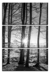 Slika na platnu - Jesenje jutro u šumi - pravokutnik 7251QB (90x60 cm )