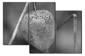 Slika na platnu - Physalis lampion 1261QD (90x60 cm)
