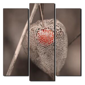 Slika na platnu - Physalis lampion - kvadrat 3261C (75x75 cm)