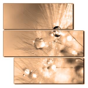 Slika na platnu - Maslačak s kapljicama rose - kvadrat 3262FD (75x75 cm)