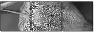 Slika na platnu - Physalis lampion - panorama 5261QB (90x30 cm)