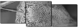 Slika na platnu - Physalis lampion - panorama 5261QE (90x30 cm)