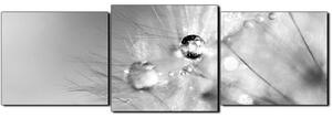 Slika na platnu - Maslačak s kapljicama rose - panorama 5262QD (150x50 cm)