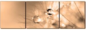 Slika na platnu - Maslačak s kapljicama rose - panorama 5262FC (150x50 cm)