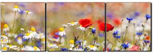 Slika na platnu - Proljetna livada - panorama 5264C (150x50 cm)