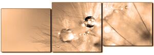 Slika na platnu - Maslačak s kapljicama rose - panorama 5262FE (150x50 cm)