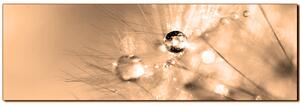 Slika na platnu - Maslačak s kapljicama rose - panorama 5262FA (105x35 cm)