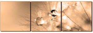 Slika na platnu - Maslačak s kapljicama rose - panorama 5262FB (90x30 cm)
