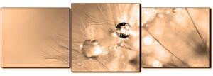 Slika na platnu - Maslačak s kapljicama rose - panorama 5262FD (150x50 cm)