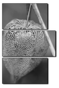 Slika na platnu - Physalis lampion - pravokutnik 7261QD (120x80 cm)