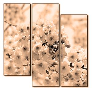 Slika na platnu - Trešnjin cvijet - kvadrat 3279FD (75x75 cm)