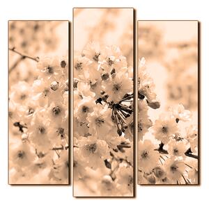 Slika na platnu - Trešnjin cvijet - kvadrat 3279FC (75x75 cm)
