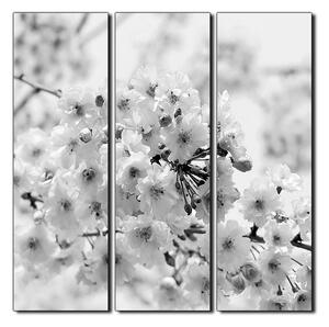 Slika na platnu - Trešnjin cvijet - kvadrat 3279QB (75x75 cm)