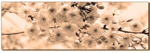 Slika na platnu - Trešnjin cvijet - panorama 5279FA (105x35 cm)