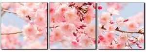 Slika na platnu - Trešnjin cvijet - panorama 5279B (90x30 cm)