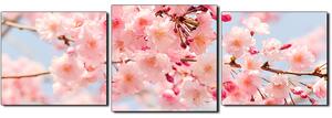 Slika na platnu - Trešnjin cvijet - panorama 5279D (150x50 cm)